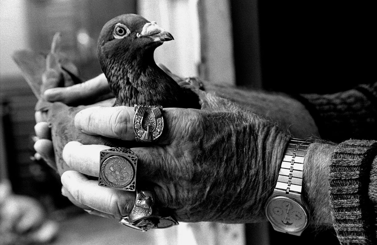 © Zak Waters | Birdmen